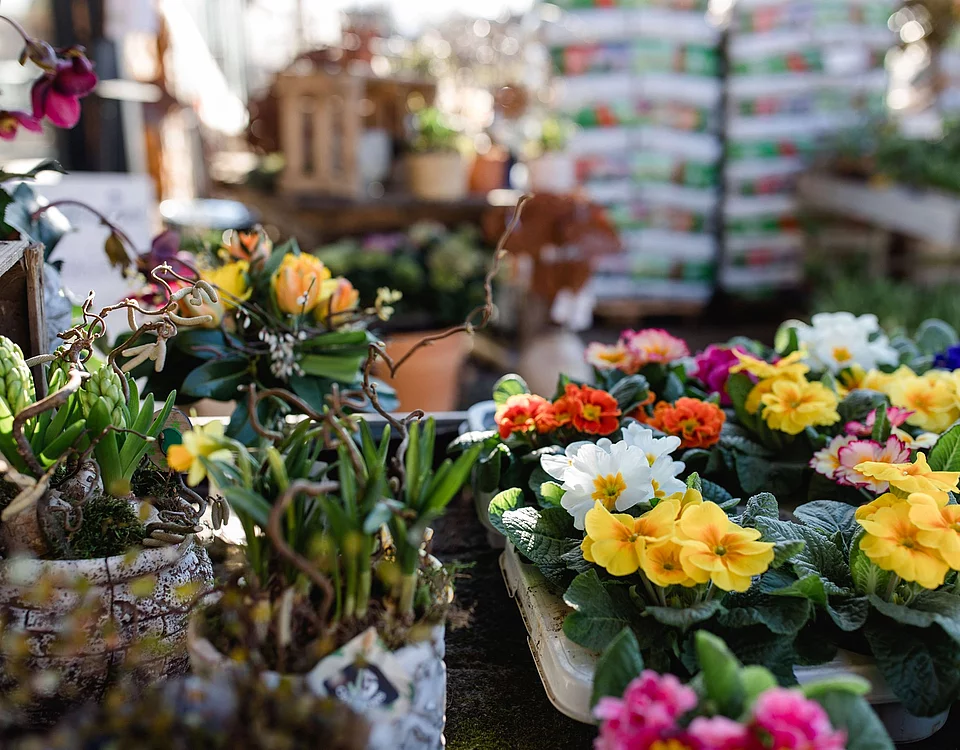 Lemp’s Genussgarten Primeln Bunte Frühjahrsblumen in Töpfen auf einem Tisch in einem Gartenmarkt mit weiteren Pflanzen und Düngemitteln im Hintergrund.