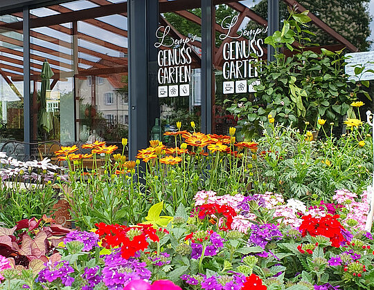 Lemp's Genussgarten Geranien Bunt blühende Gartenpflanzen vor einem modernen, gläsernen Eingangsbereich mit der Aufschrift Genuss Garten.